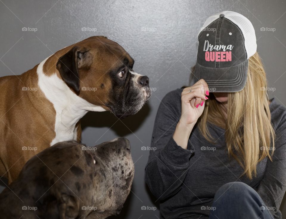 Always Judging; Boxer and Daniff starring at woman in Drama Queen Cap