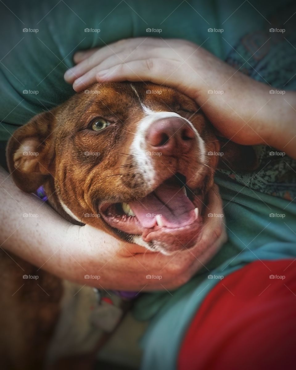 A Catahoula pit bull terrier mix puppy dog smiles while being petted by a man
