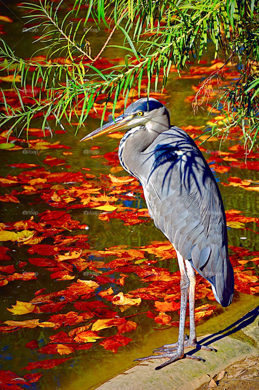 Portrait of a Grey Heron beside an autumnal pond.