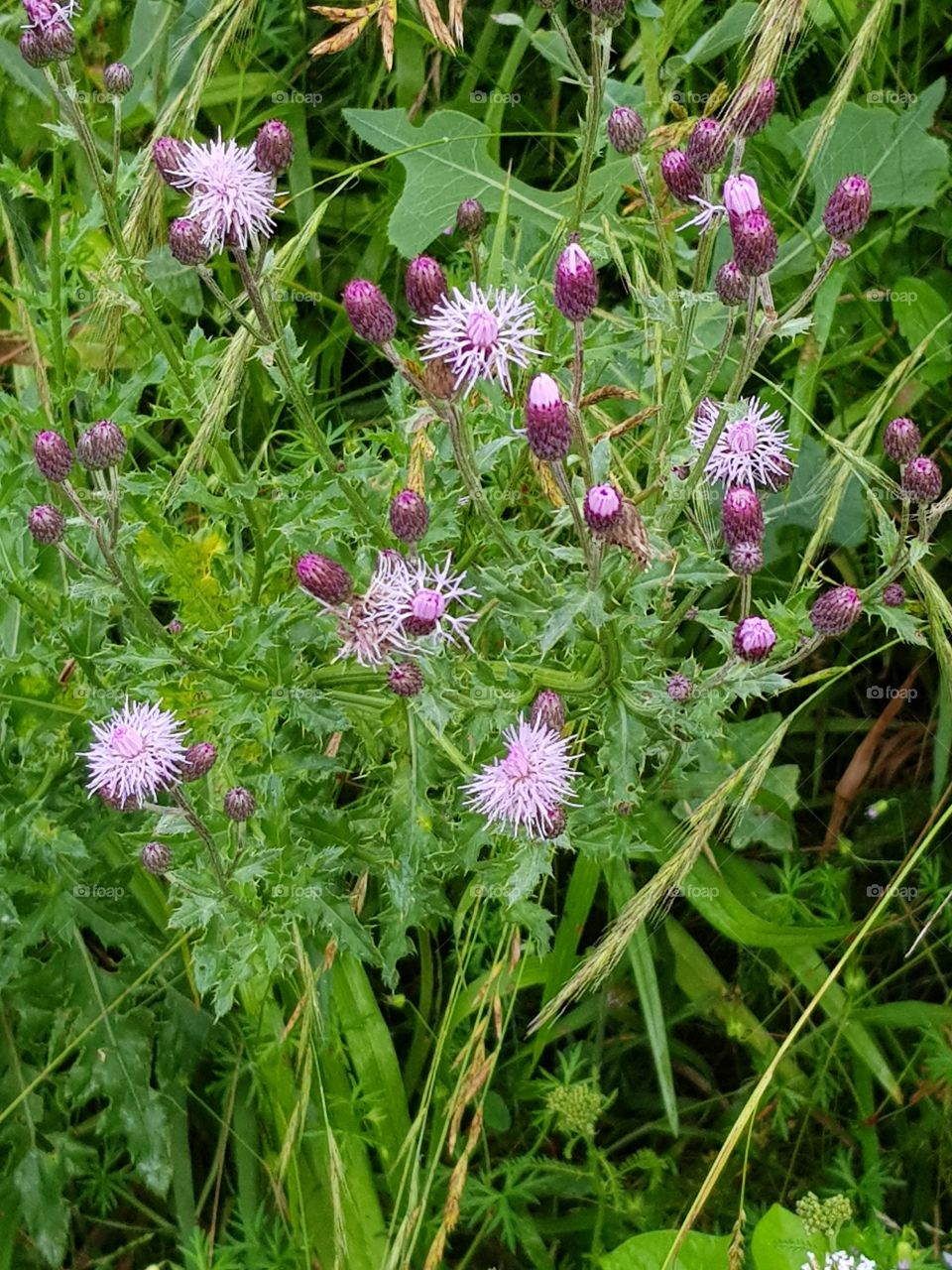 little purple flowers