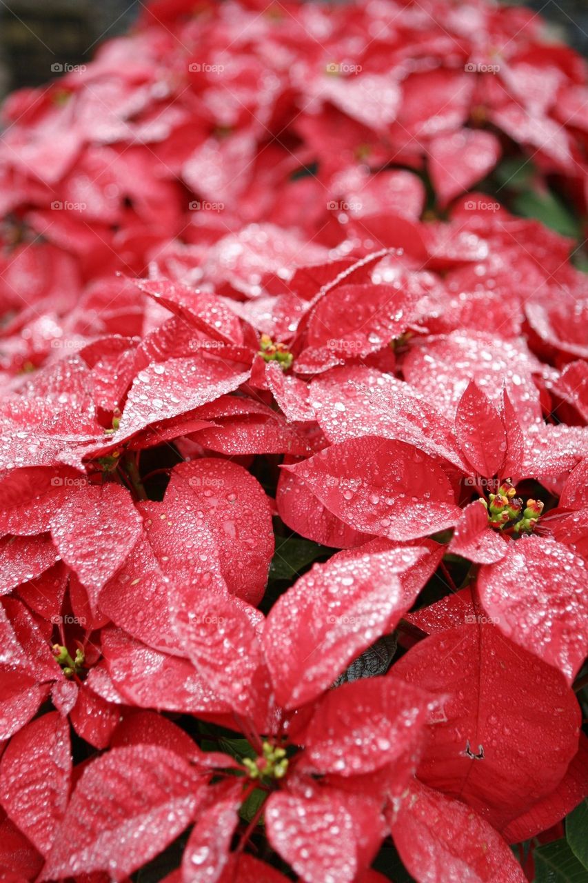 Close-up of red flowers