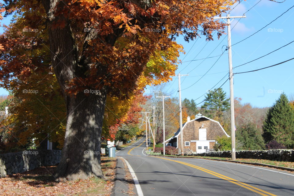 Fall, Tree, Road, No Person, Leaf