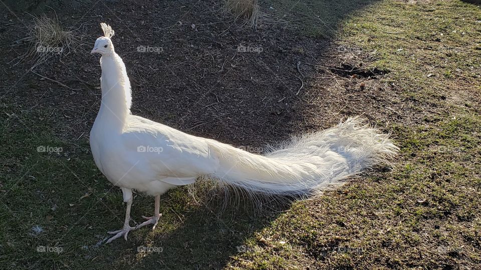 White peacock