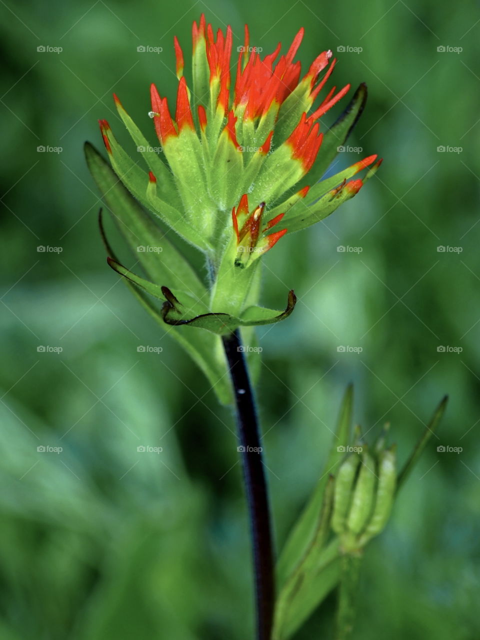 The stem and leaves of Indian Paintbrush with its bright red tips producing a wonderful contrast with the green in nature. 