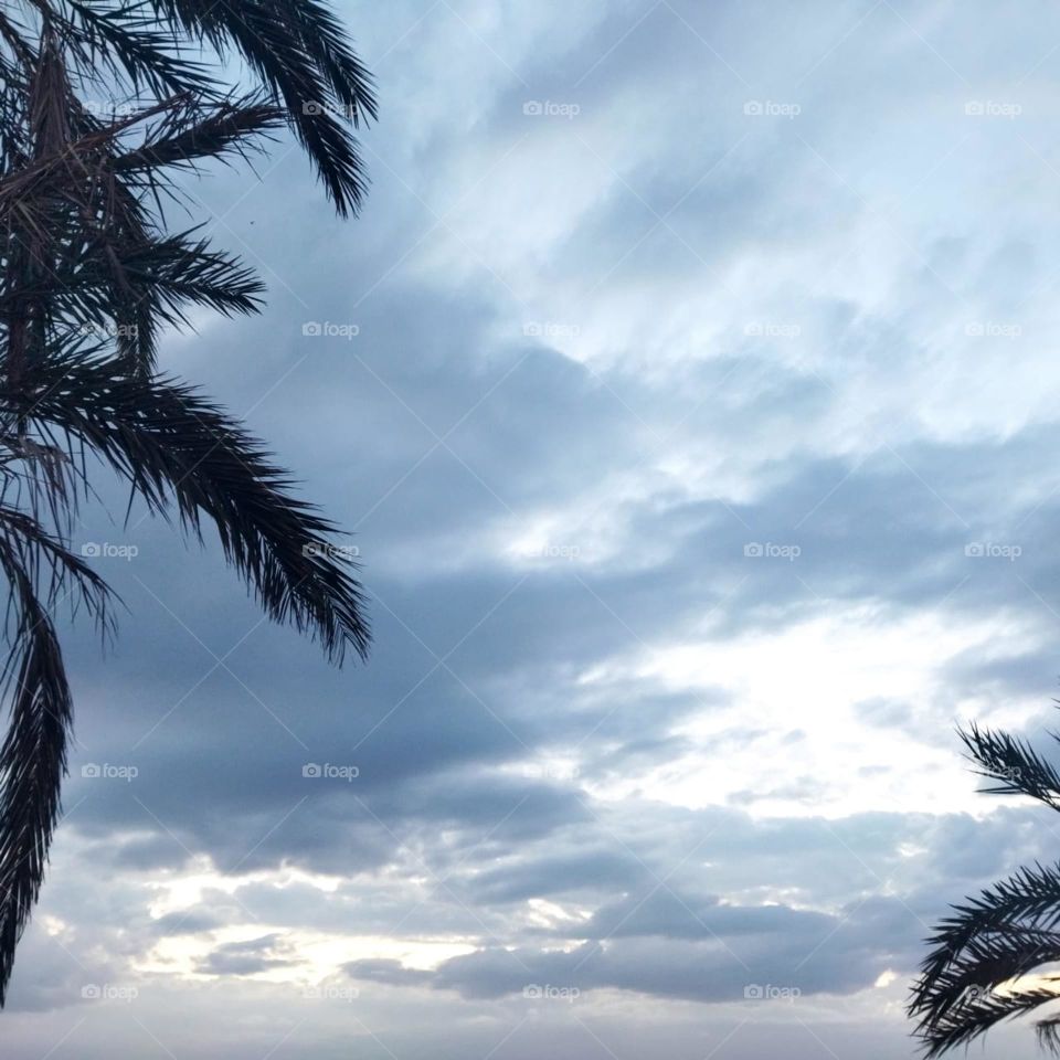 Beautiful palm tree embraced foggy sky.
