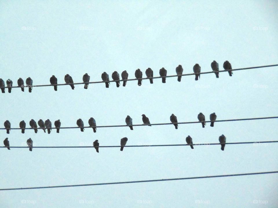 Birds in a line. 