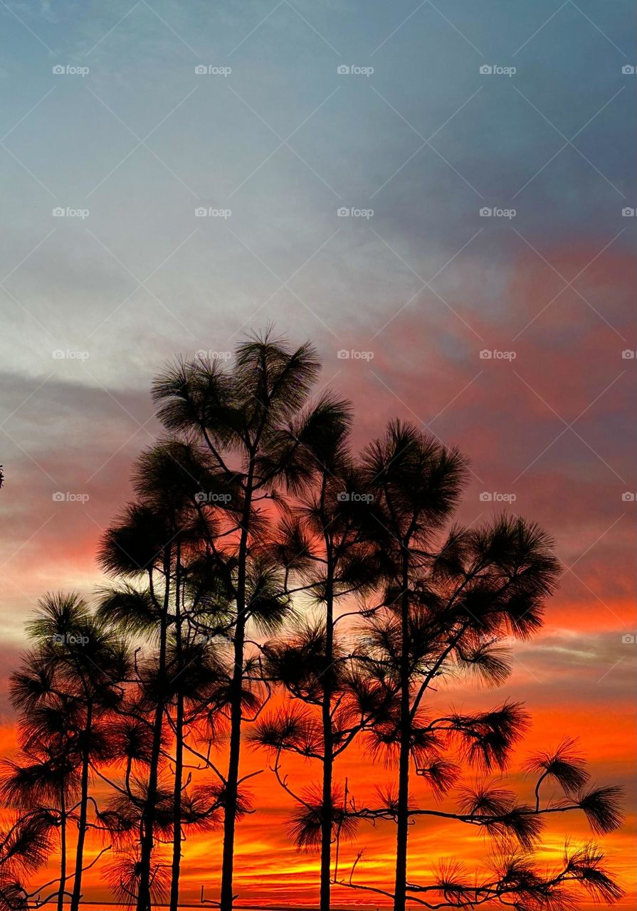 Magic of the Sunset - The radiance of the beautIful red colored sky from the descending sunset was glorious to behold and increasing every moment in splendor. Pine tree silhouettes stand tall