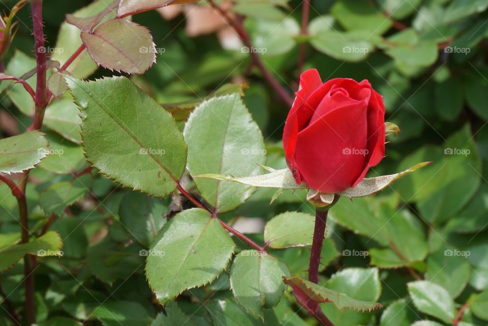 Red rose flowerbud