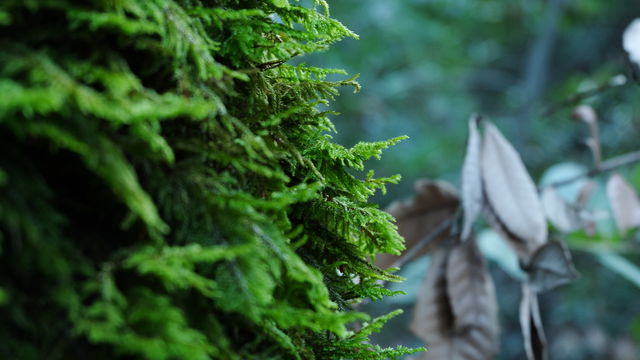 Moss growing on a tree trunk in forest