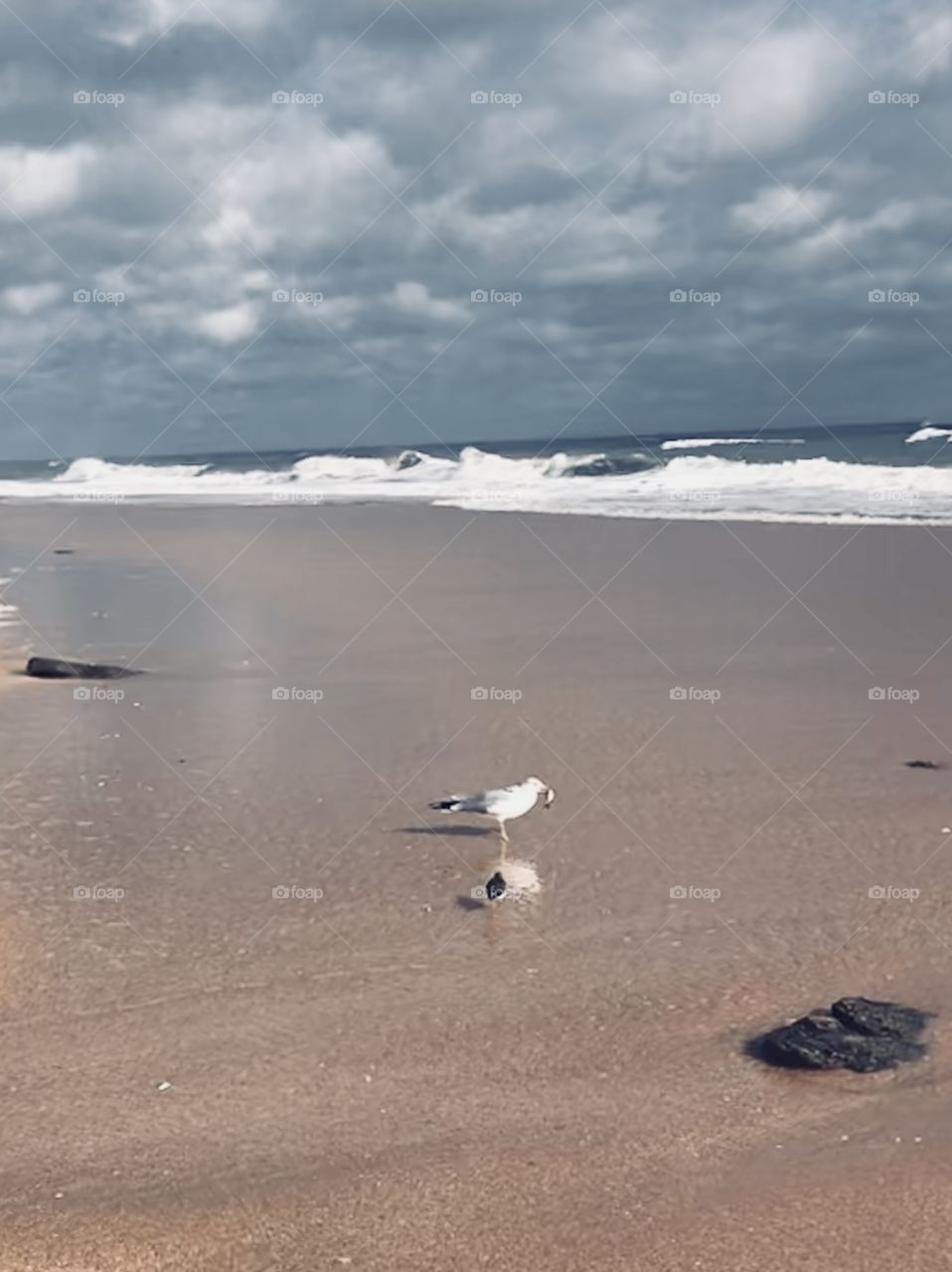 Seagull eating on the beach 