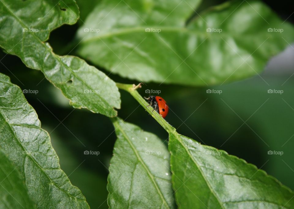 Ladybug walking up the stem of a green leaf 