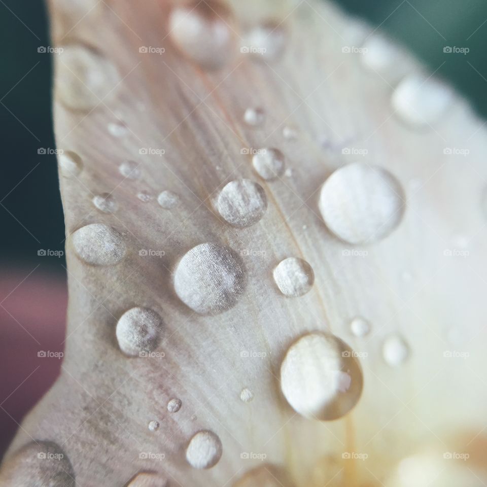 Water drops on petal