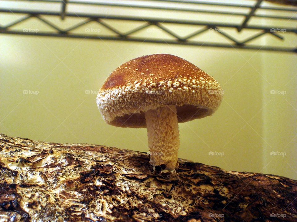Lentinula edodes (Shiitake Mushroom)