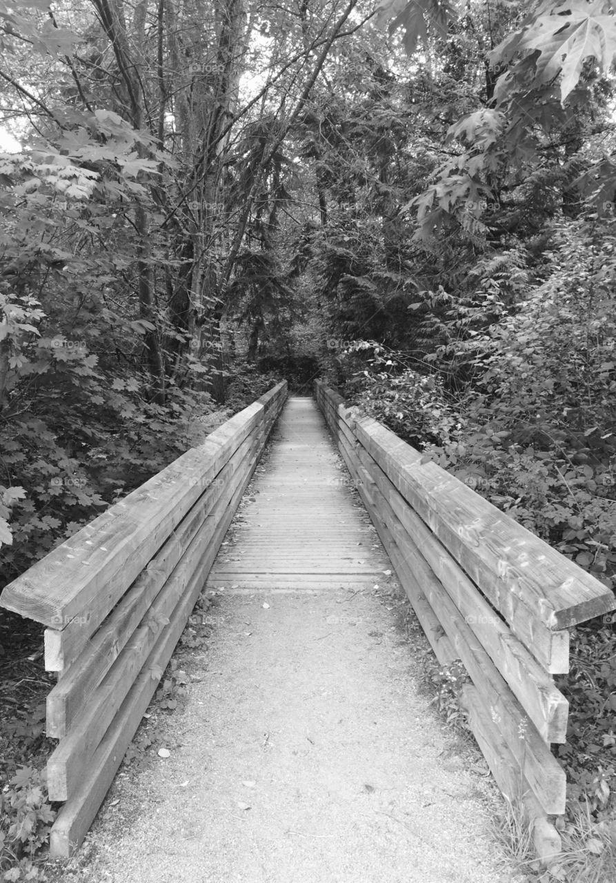 Wooden bridge 