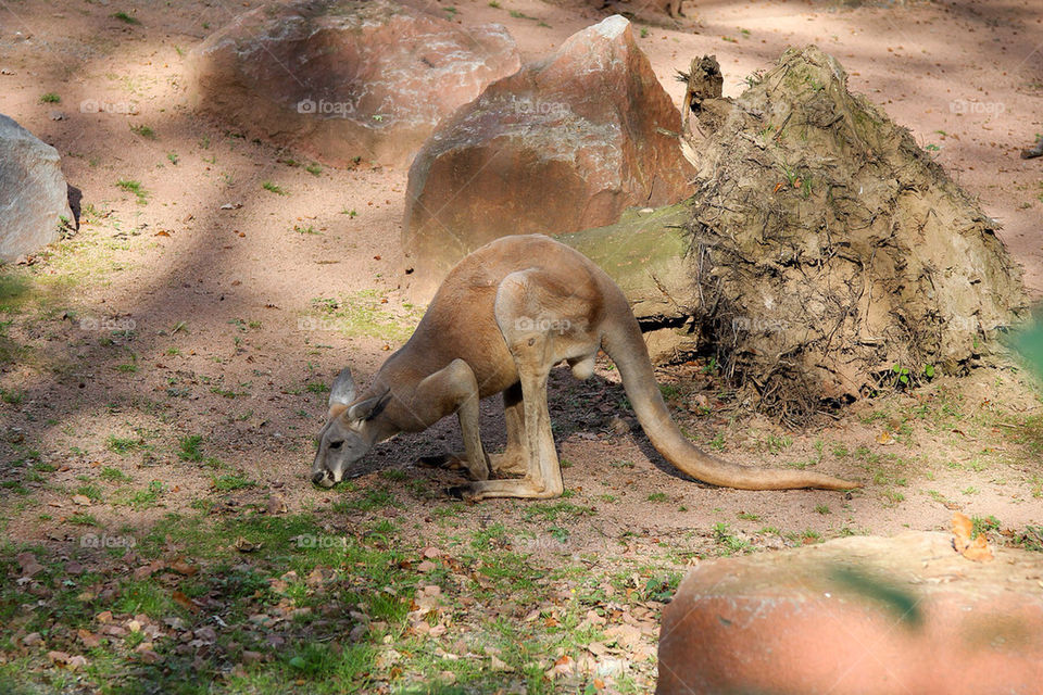 cute australia känguru australien by dryair