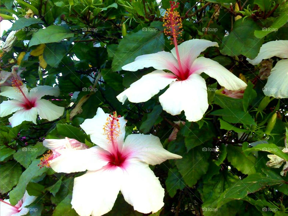 Hibiscus at Stromboli Island ( Italy ).