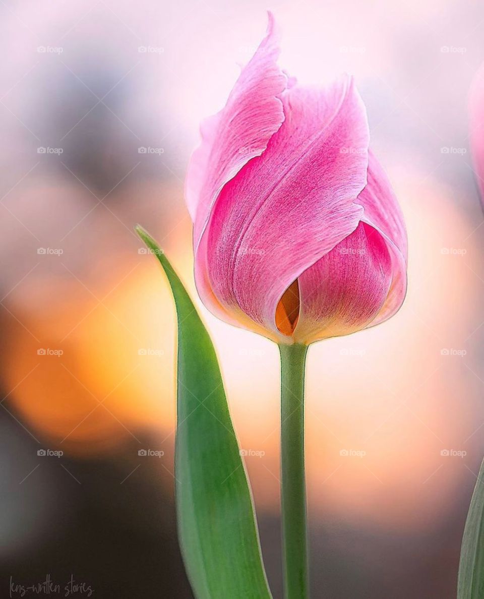 Tulip
