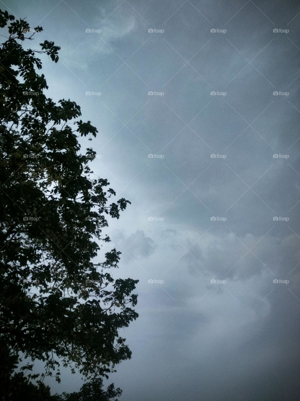 beautiful sky along with the tree.