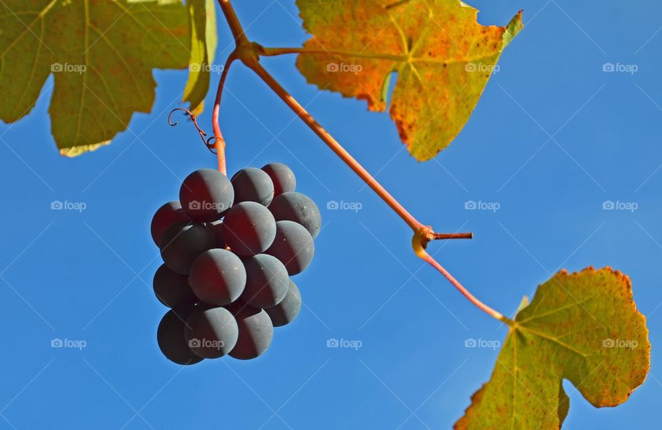 Grapes hanging from branch