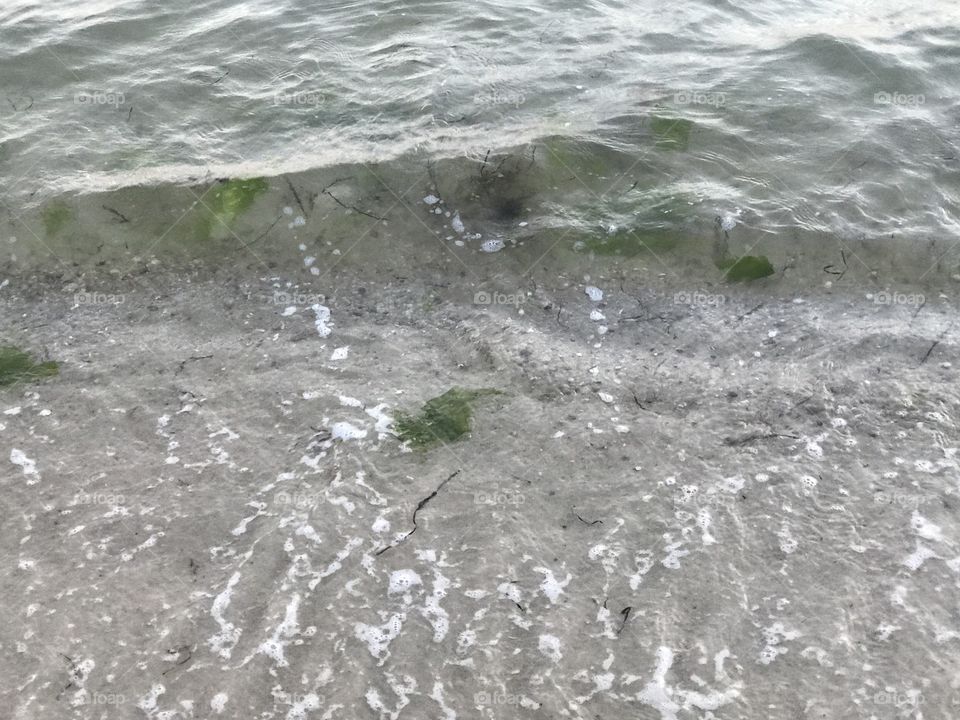 Algae in the water.