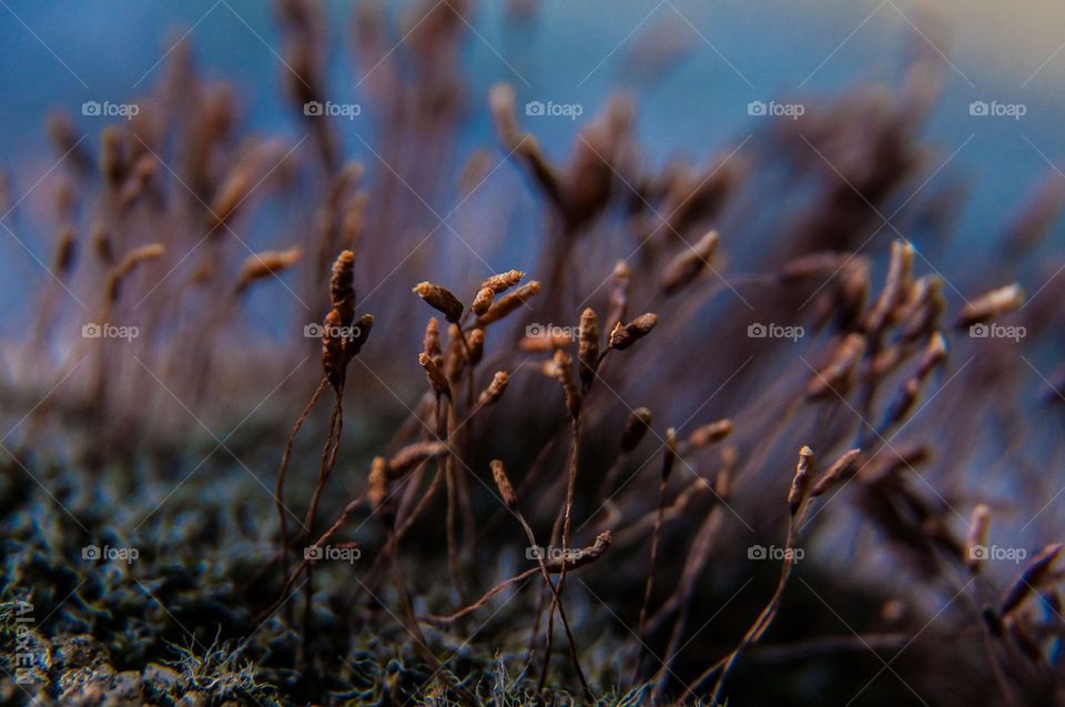 Closeup plants