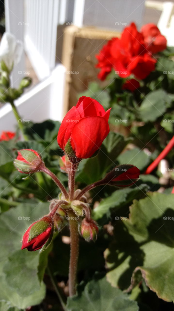 budding geraniums