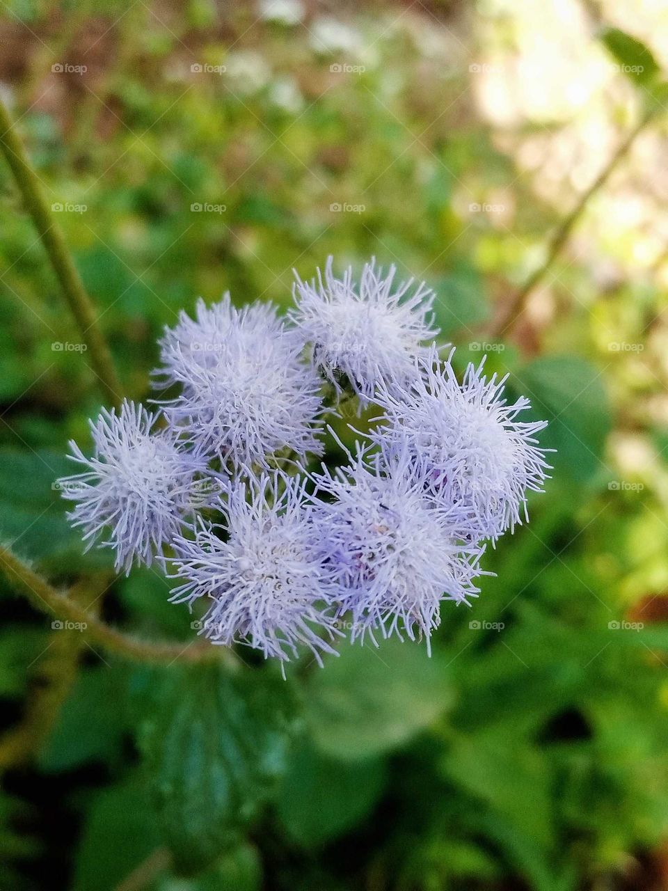 flowers photo