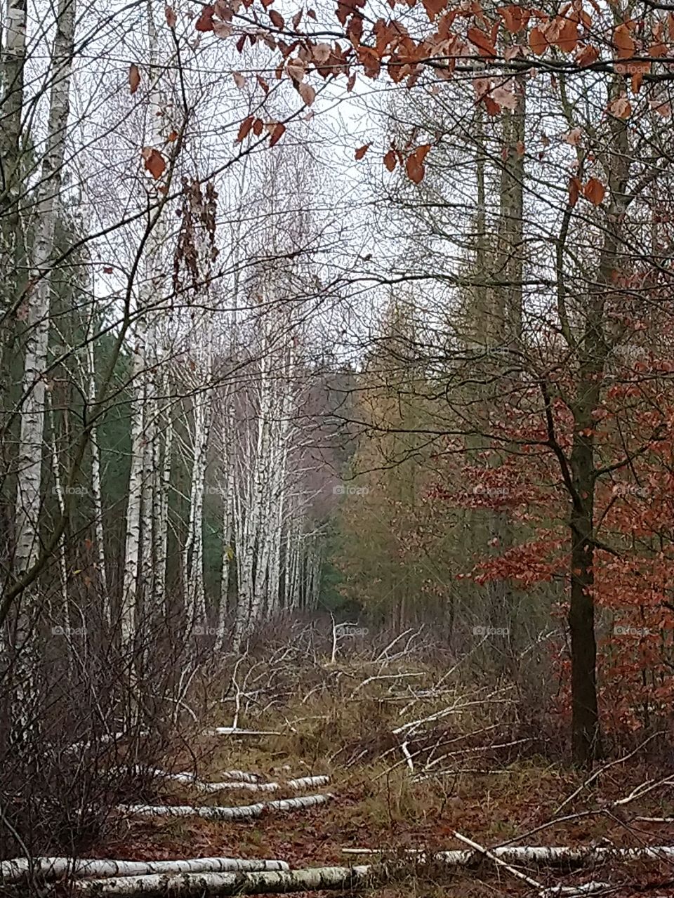 Polish nature, the wood