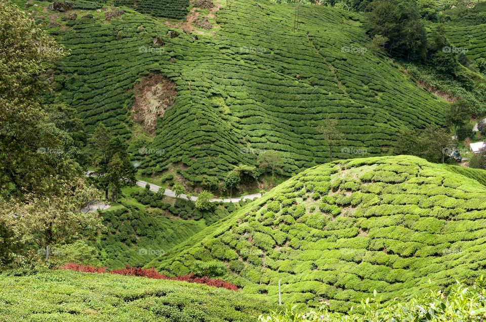 This is an image of tea plantation.