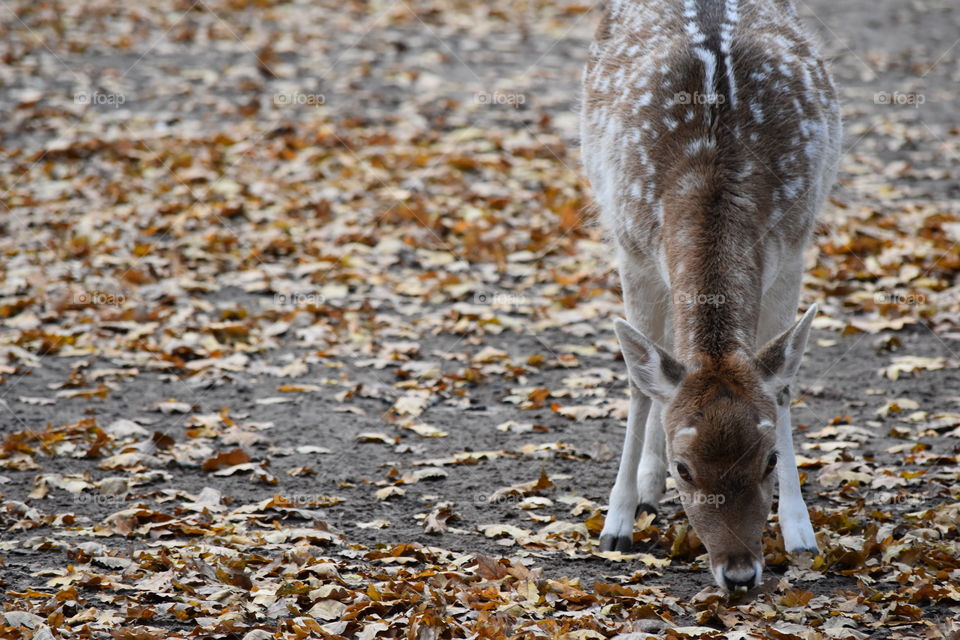 A Deer and Autumn Leaves.