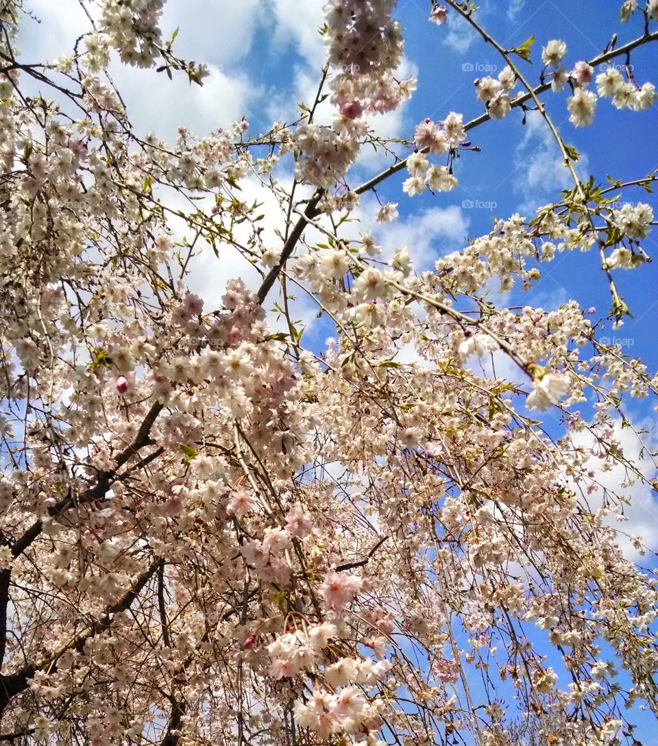 bright blue & blossoms