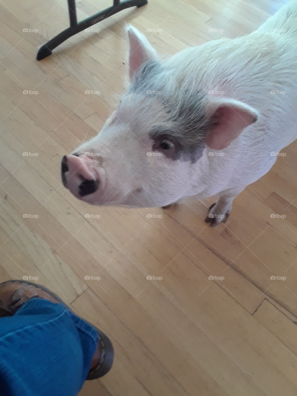 pot belly pet pig named Petunia on Thanksgiving day hanging out