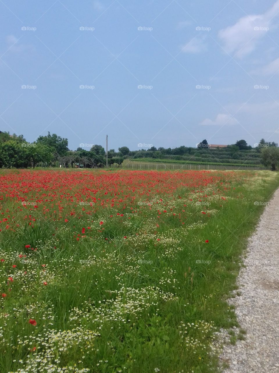 poppies and chamomile meadow