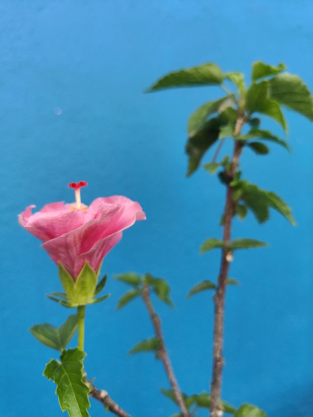 Pink Hybiscus plant