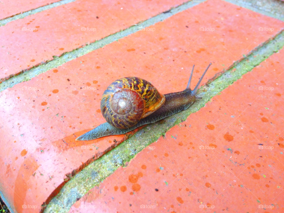 staffordshire. uk step snail slug by all_things_art