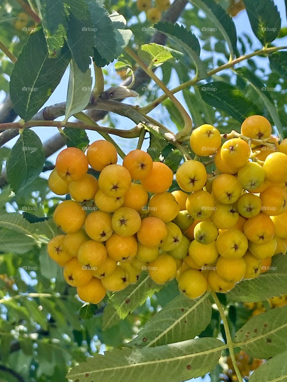 Clusters of golden-yellow berries on a green shrub.