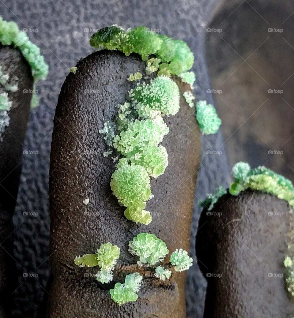 Green growth on garden glove