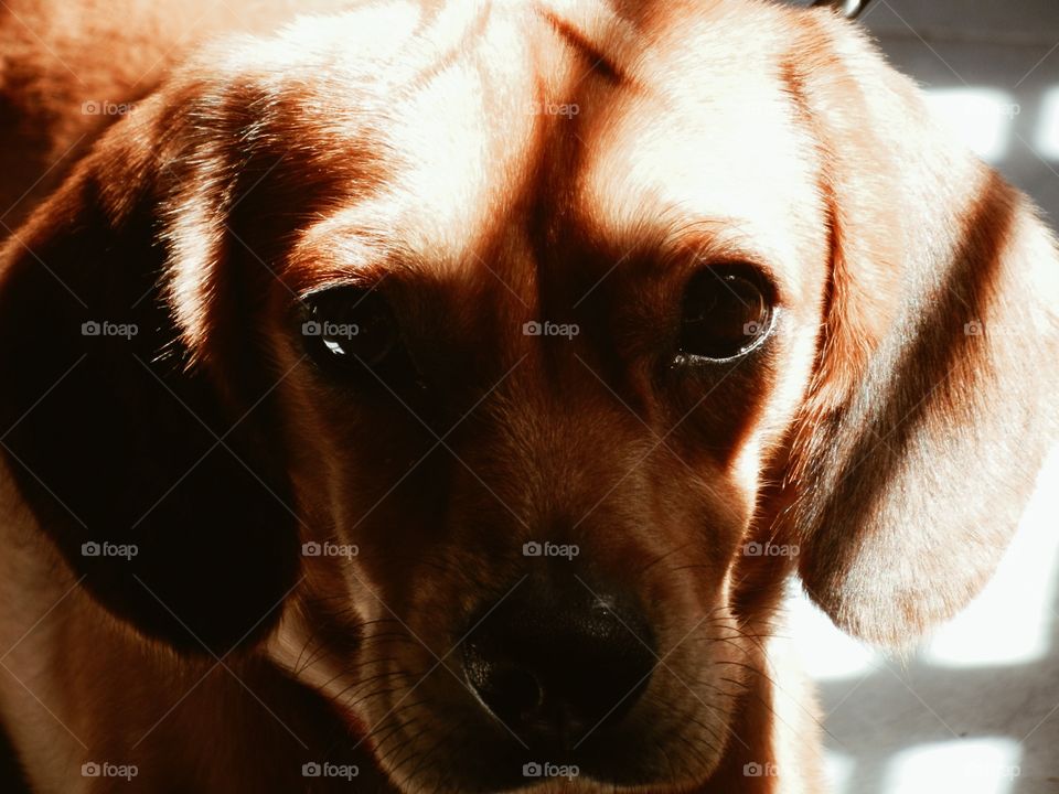 tiki the beagle