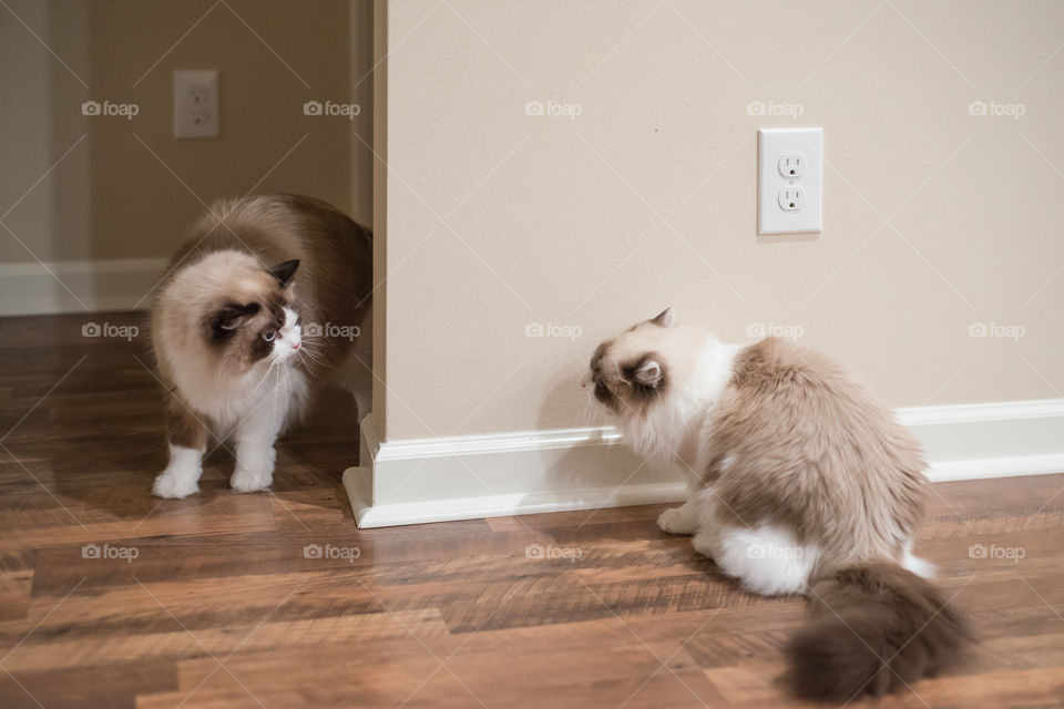 Ragdoll cat 