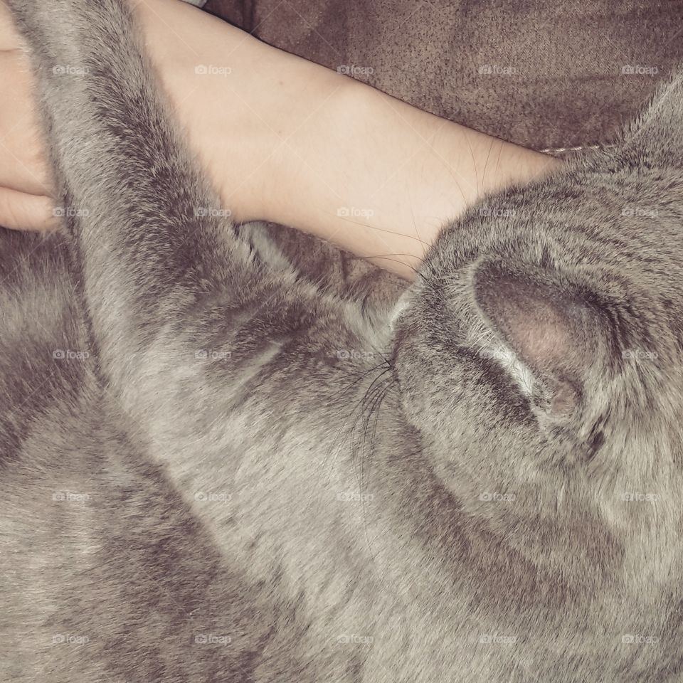 Cats sleep all day long, it's no wonder I have so many pics of them sleeping! haha! Half of the time I'm home they find the that the most comfortable place to sleep is on top of me. So cute 😀