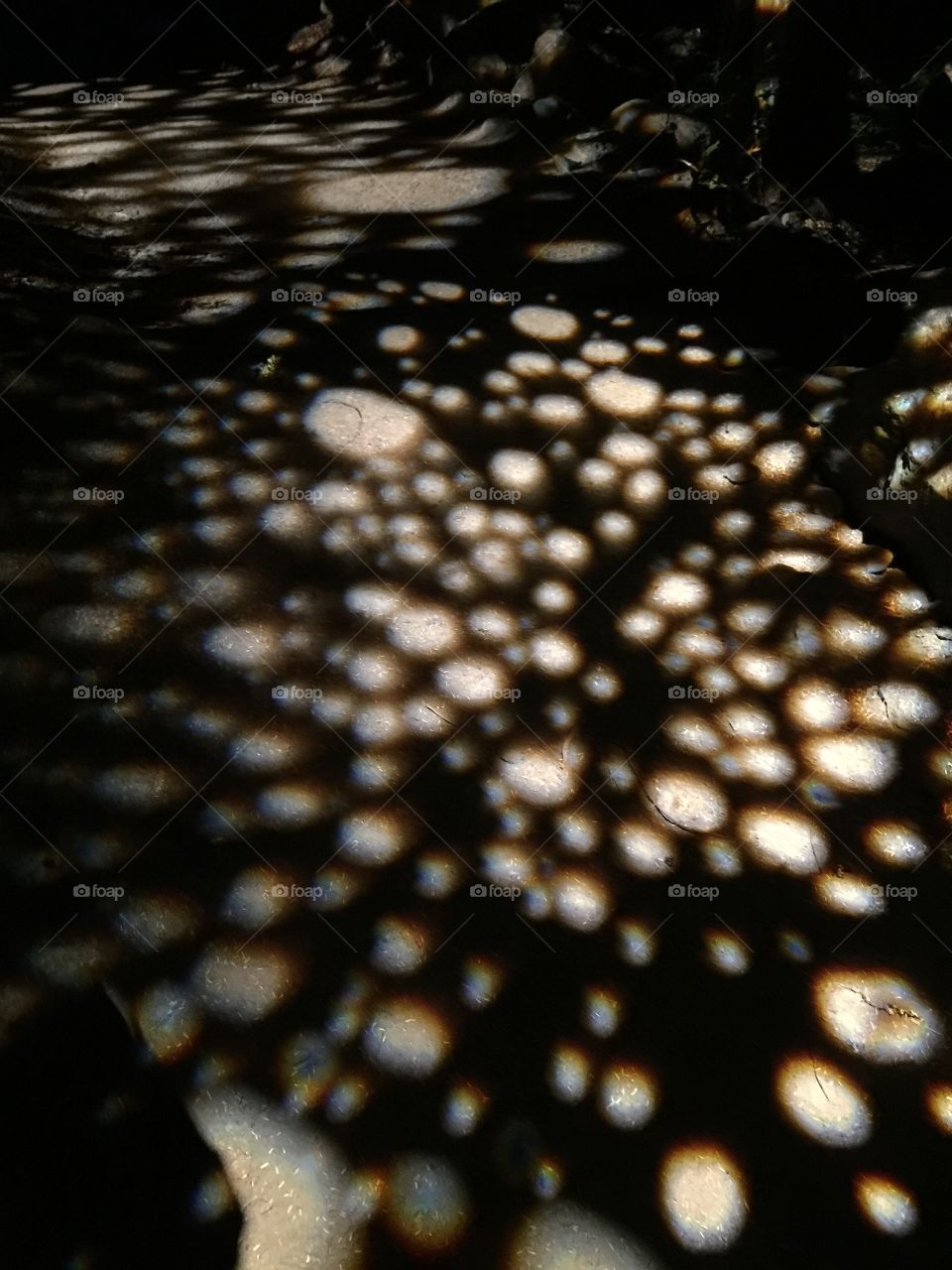 An illuminated abstract piece of art by Vallea Lumina on the forest floor beneath towering evergreen trees in Whistler, British Columbia