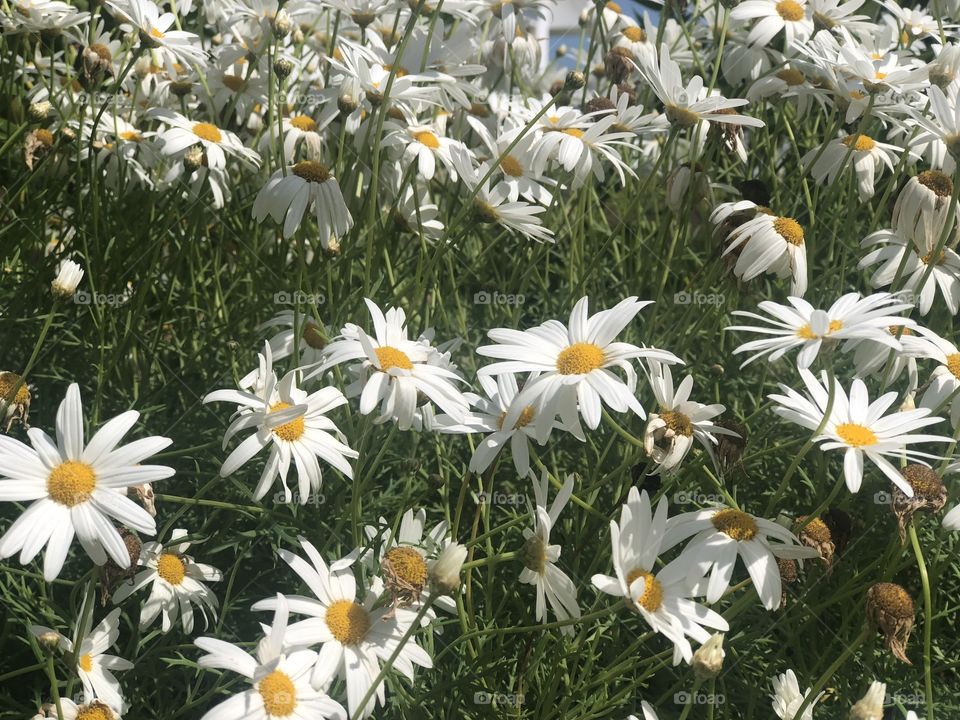 Marguerite 