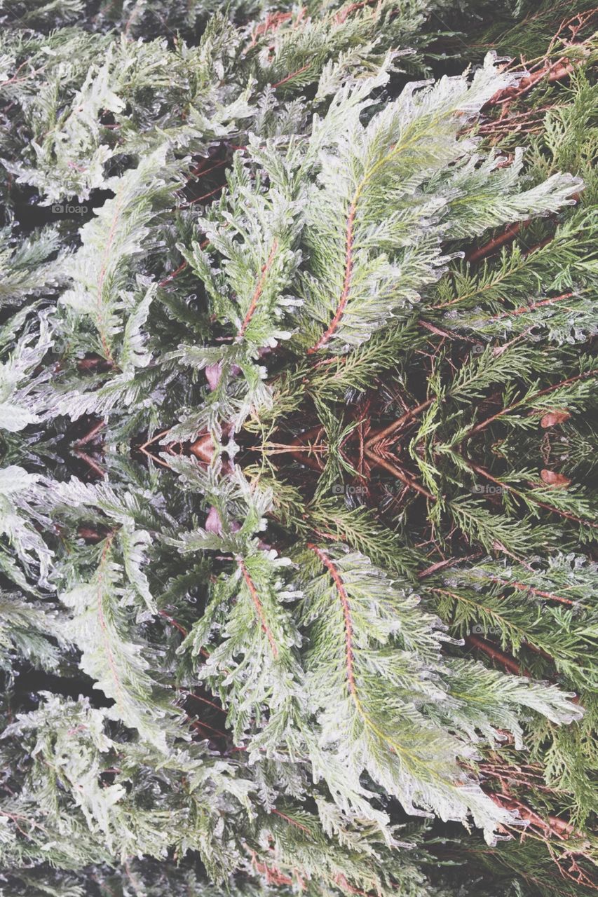 Tree, Winter, Nature, Christmas, Season