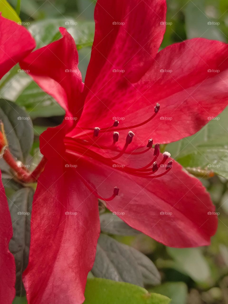 Rhododendron indicum