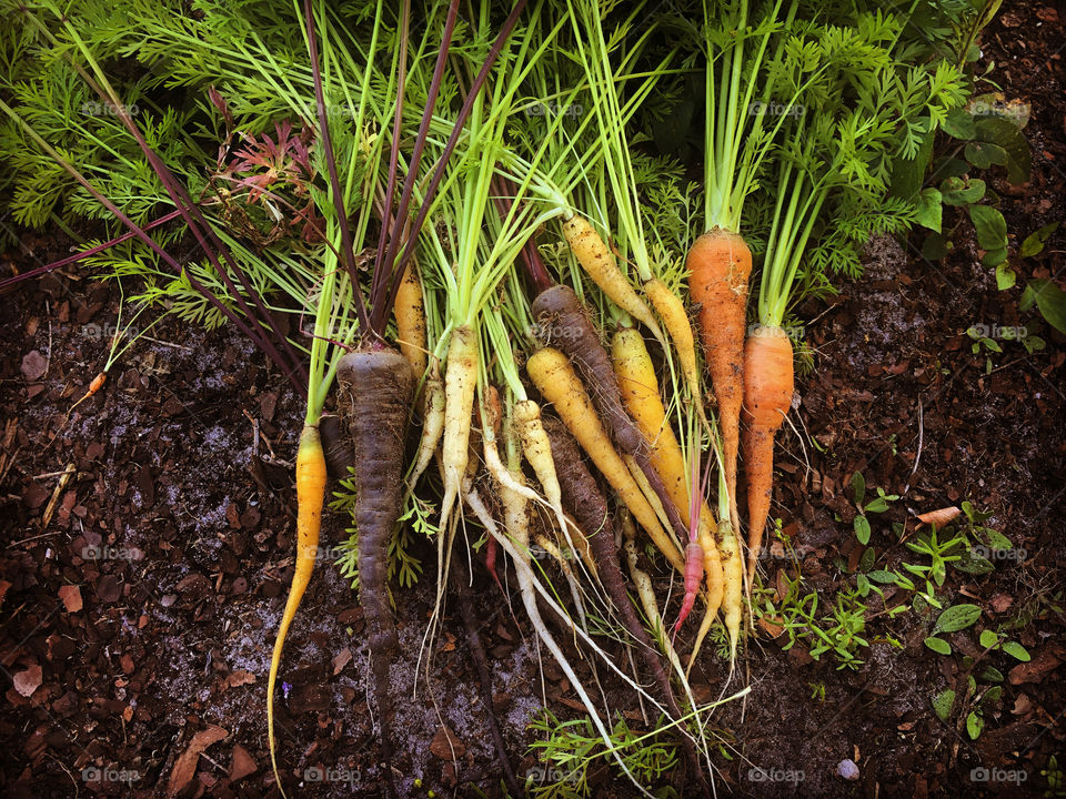 Rainbow carrots freshly pulled 