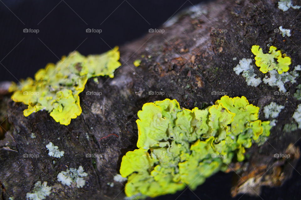 Moss and lichen