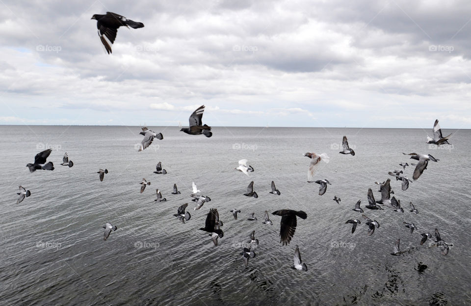 Doves over the sea