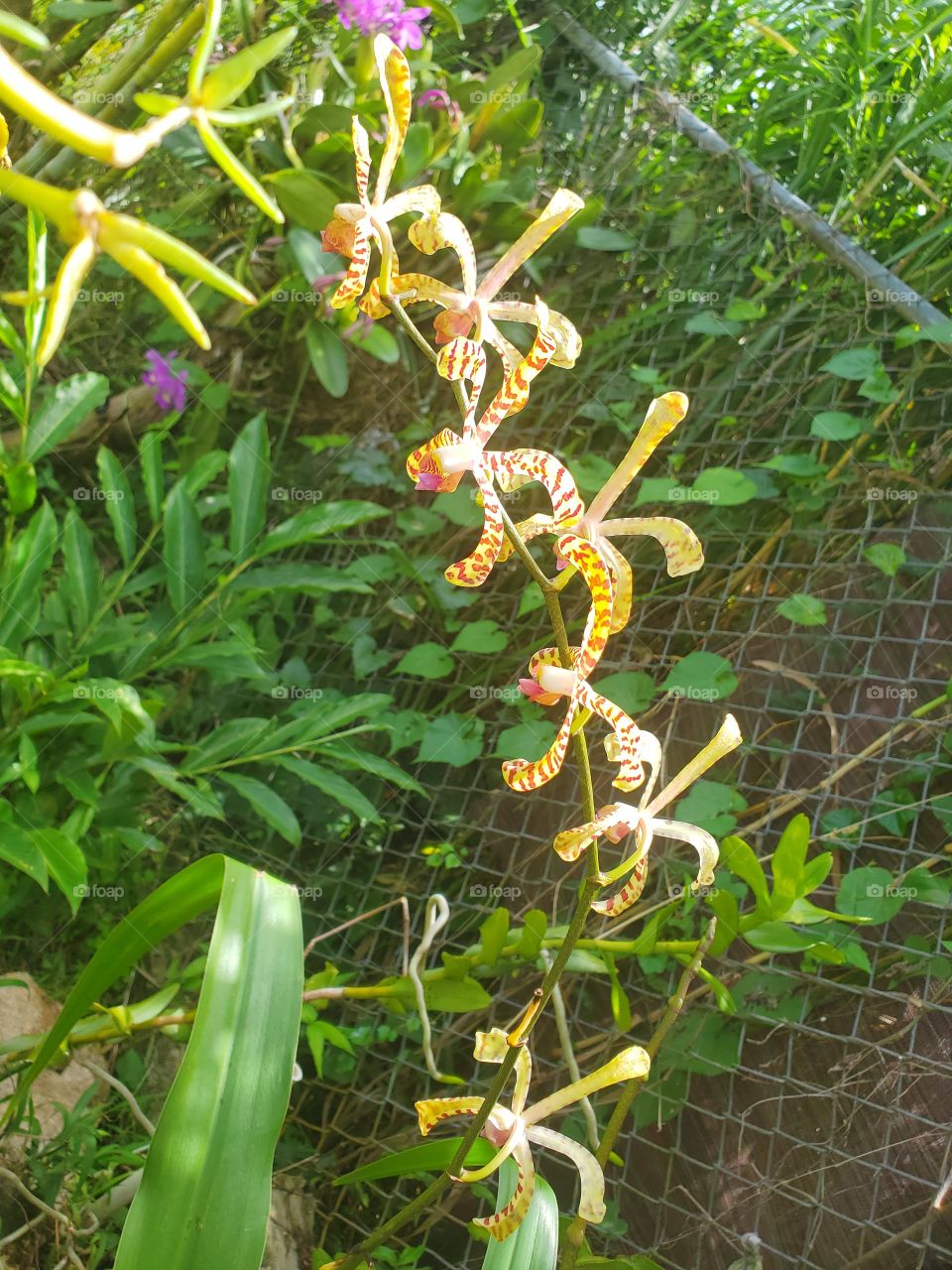 exotic spaider sorchids