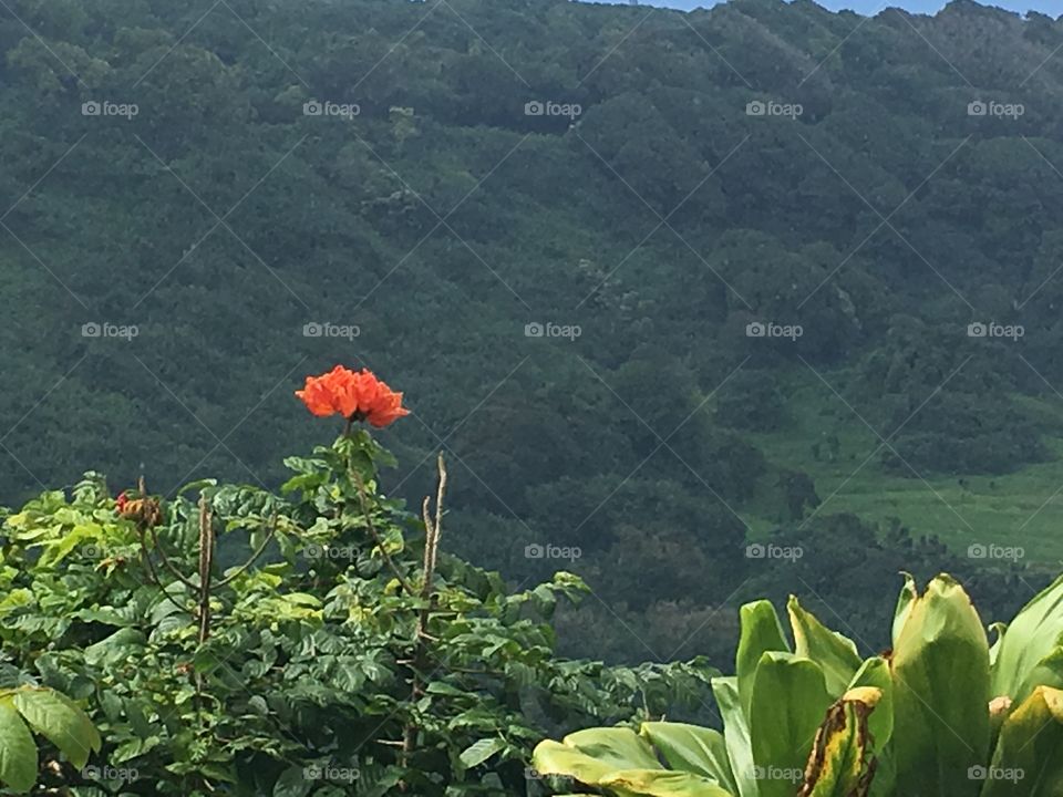 Exotic flower on the slopes of a mountain