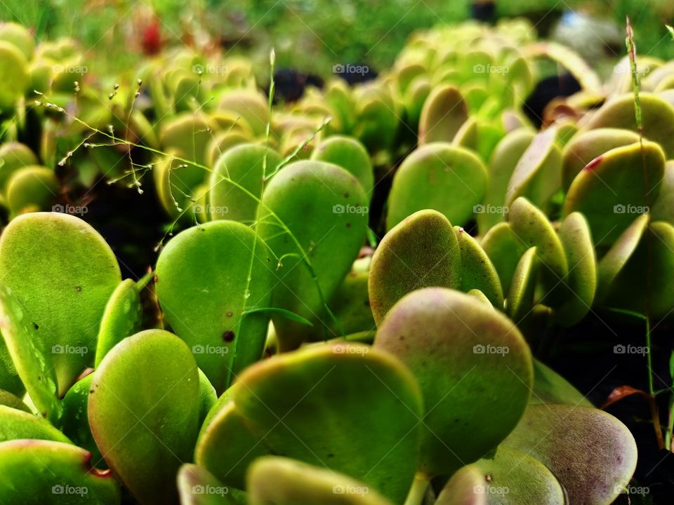 Jade green succulent plant leaves on the garden